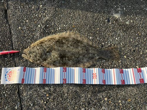 ヒラメの釣果