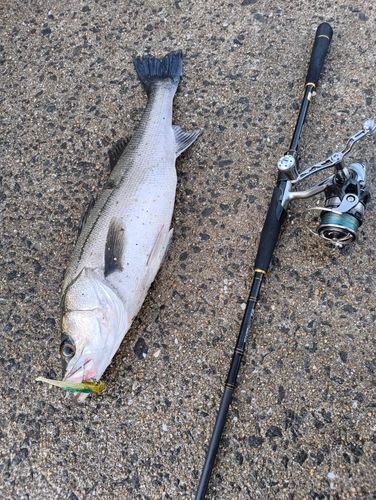 マルスズキの釣果