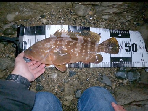 キジハタの釣果