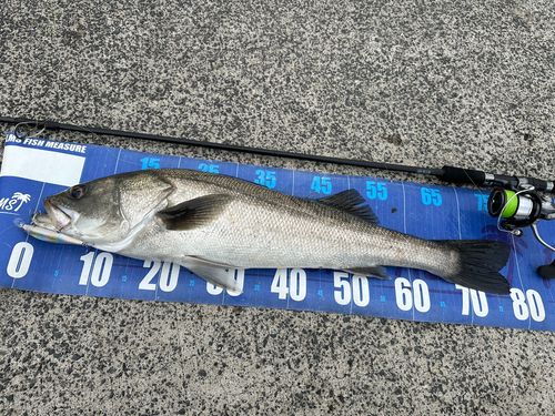 シーバスの釣果