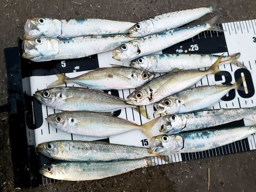 アジの釣果