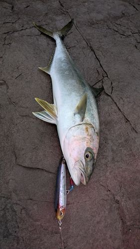 ヒラマサの釣果