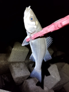 ヒラスズキの釣果