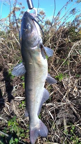 アメリカナマズの釣果