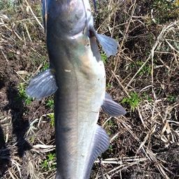 アメリカナマズ