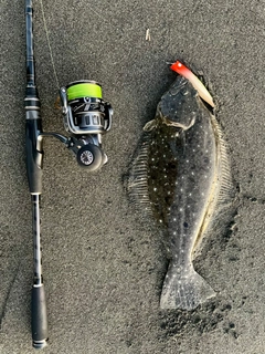 ヒラメの釣果