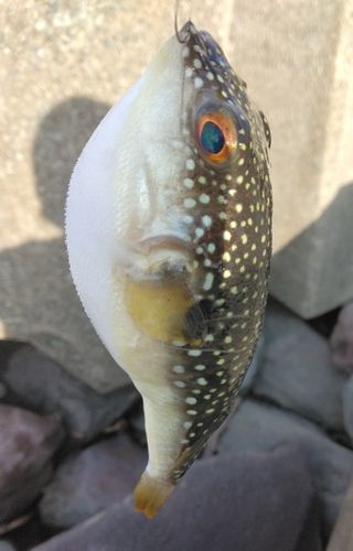 クサフグの釣果