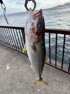 ハマチの釣果