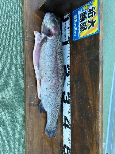 ニジマスの釣果