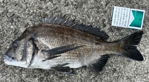 クロダイの釣果