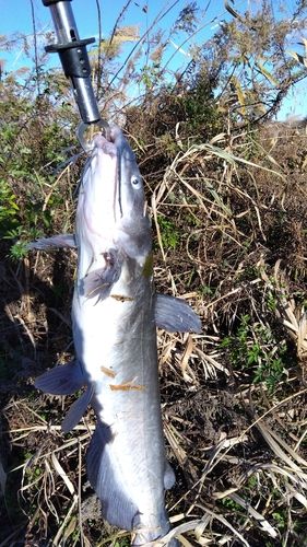 アメリカナマズの釣果