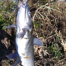 アメリカナマズ