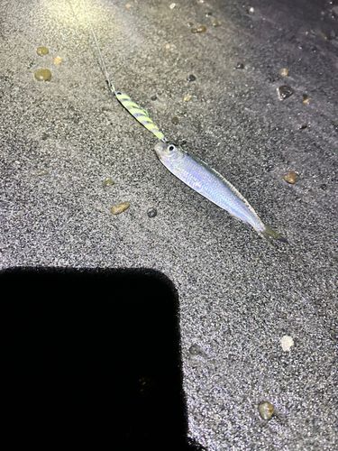カタクチイワシの釣果