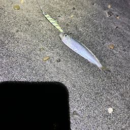 カタクチイワシ