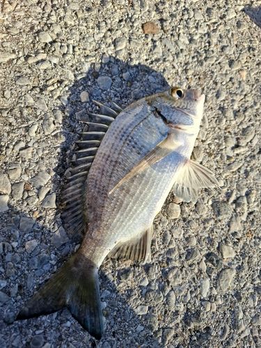ミナミクロダイの釣果