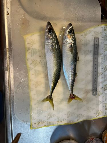 サバの釣果