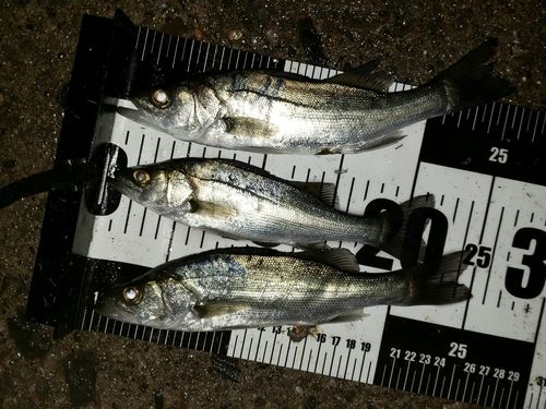 セイゴ（マルスズキ）の釣果