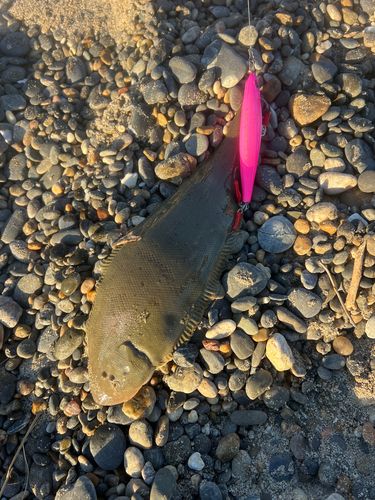 ウシノシタの釣果