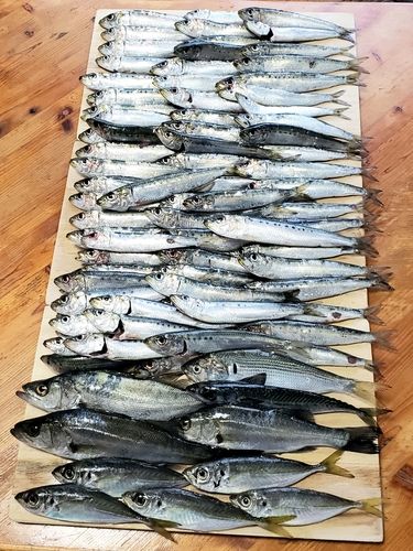 コノシロの釣果