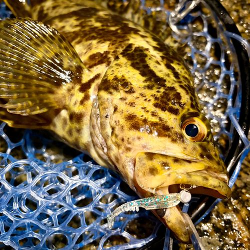 タケノコメバルの釣果
