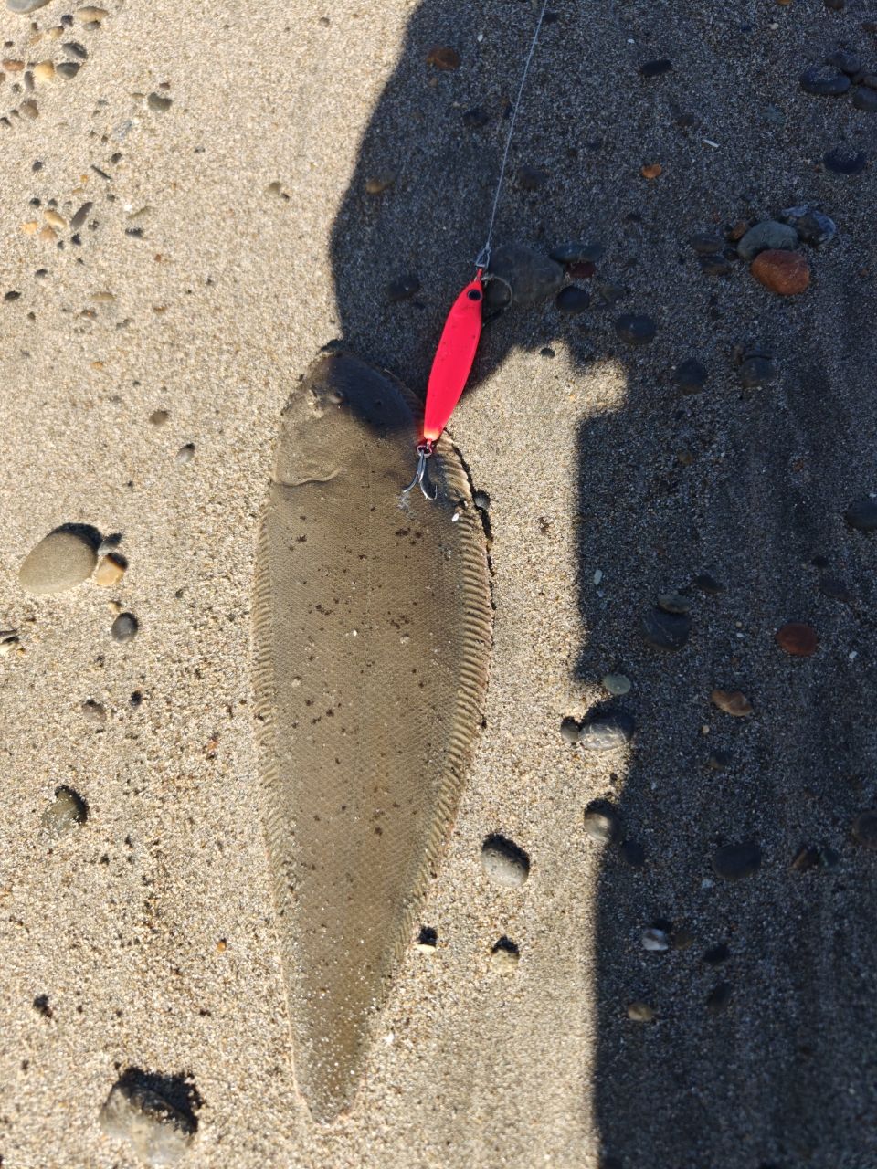 GCRAFT セブンセンスTR ミッドナイトモンスター リミテッド 18 MMLS