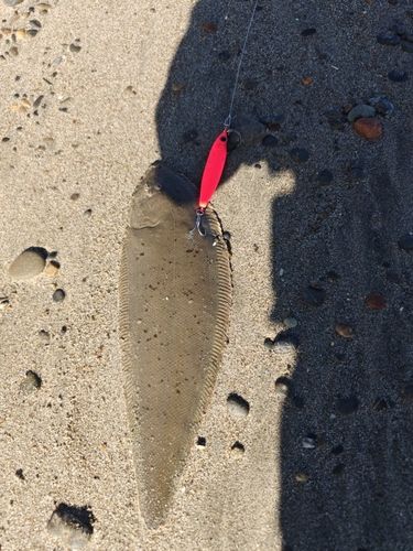 ウシノシタの釣果