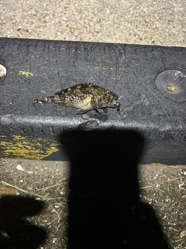 宮崎漁港（吉良サンライズパーク）