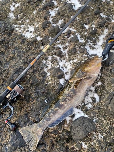 アイナメの釣果