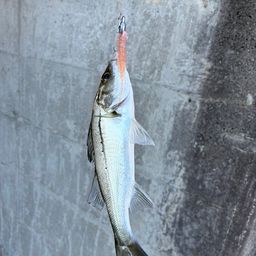 セイゴ（ヒラスズキ）