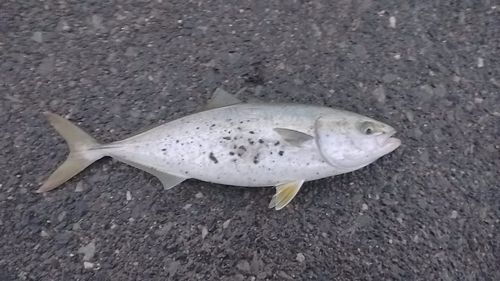 関門海峡 （福岡）