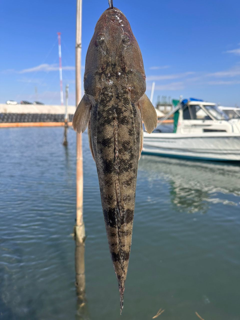 REDstyleさんの釣果 1枚目の画像