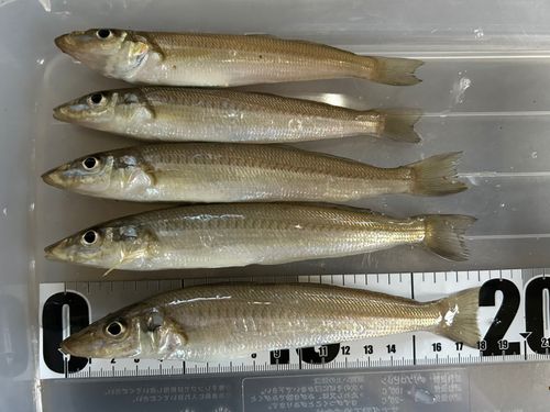 シロギスの釣果