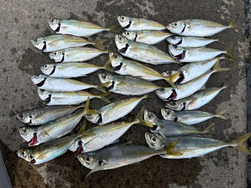 アジの釣果
