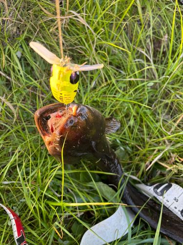 マナマズの釣果