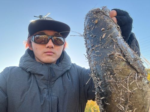 マナマズの釣果