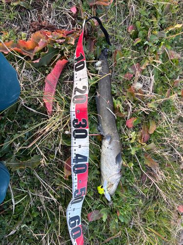 マナマズの釣果