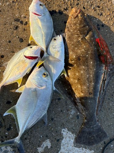 ヒラアジの釣果
