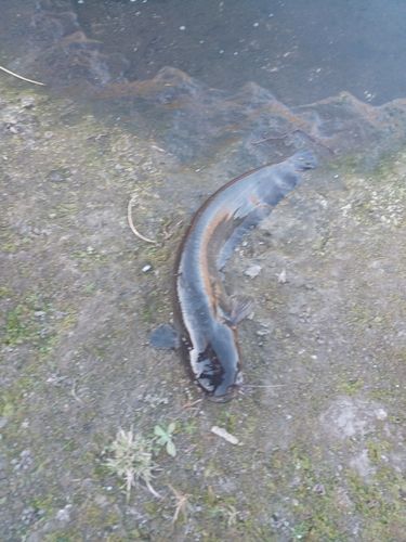 ナマズの釣果
