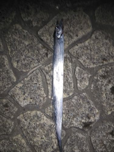 タチウオの釣果