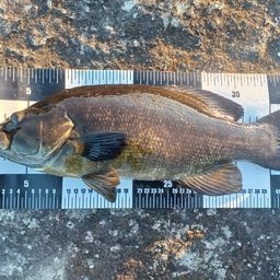 スモールマウスバス