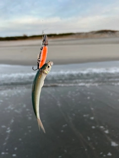 コノシロの釣果