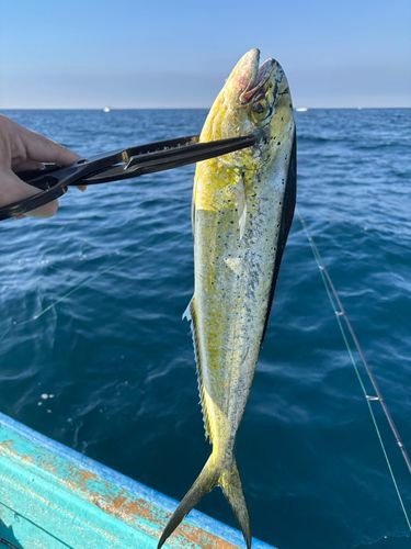 シイラの釣果