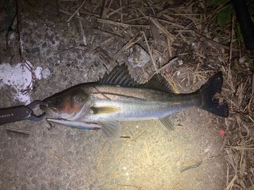 セイゴ（マルスズキ）の釣果