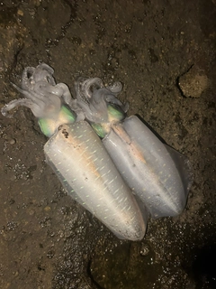 ヒラスズキの釣果