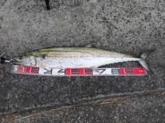 サワラの釣果