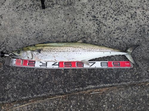 サワラの釣果