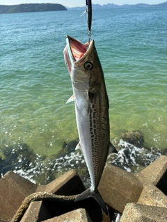 サゴシの釣果