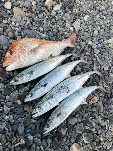 サゴシの釣果