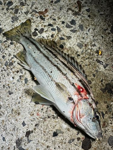 シマイサキの釣果