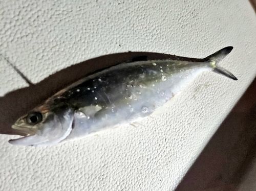 イケカツオの釣果